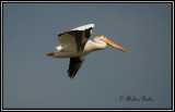 American White  Pelican