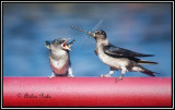 Barn Swallows feeding