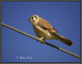 American Kestrel