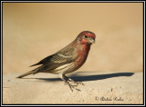 House Finch