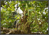 Boat-billed Heron