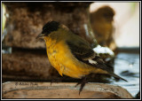 Lesser Goldfinch