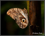 Magnificent Owl Butterfly
