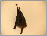  CR bats