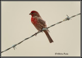 House Finch