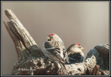 Common Redpoll