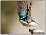 Tree Swallow