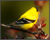 American Goldfinch