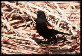 blackbirdsicteridae