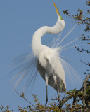 GREAT EGRET