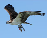 OSPREY