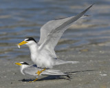 LEAST TERN