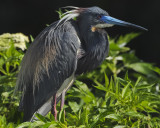 TRICOLORED HERON