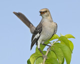 NORTHERN MOCKINGBIRD