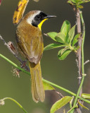 COMMON YELLOWTHROAT