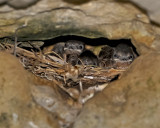 NORTHERN ROUGH-WINGED SWALLOW