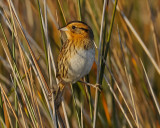NELSONS SHARP-TAILED SPARROW
