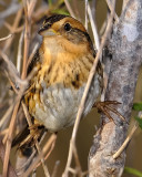 NELSONS SHARP-TAILED SPARROW