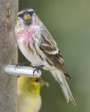 COMMON REDPOLL