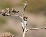 ACORN WOODPECKER