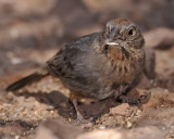 CANYON TOWHEE