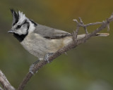 BRIDLED TITMOUSE