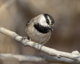 MOUNTAIN CHICKADEE