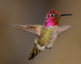 ANNAS HUMMINGBIRD