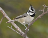 BRIDLED TITMOUSE