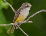 VERMILION FLYCATCHER