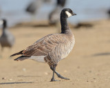 CACKLING GOOSE  (branta hutchinsii hutchinsii)