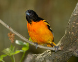 BALTIMORE ORIOLE