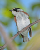 CHESTNUT-SIDED WARBLER