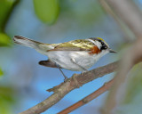 CHESTNUT-SIDED WARBLER