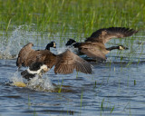 CANADA GEESE