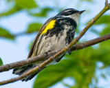 YELLOW-RUMPED WARBLER