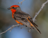 VERMILION FLYCATCHER