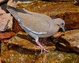 WHITE-WINGED DOVE