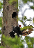 Six Foot Snake in a Woodpeckers Nest