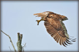 Red Shouldered Hawk