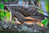 Playful Little Squirrel