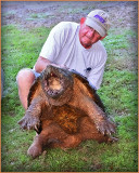 A 100 Pound Louisiana Snapping Turtle