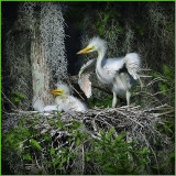 Great Egret Chicks