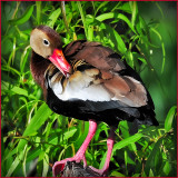 Black Bellied Whistling Duck