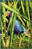 Purple Gallinule