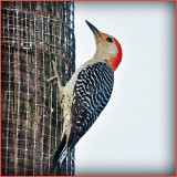 Red Bellied Woodpecker