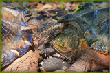 A Logger Head Turtle Death Grip