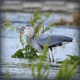 Great Blue Heron with Sardine