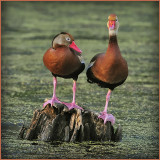 Black Bellied Whistling Duck