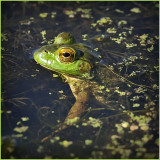 Feeling a little Froggy?
